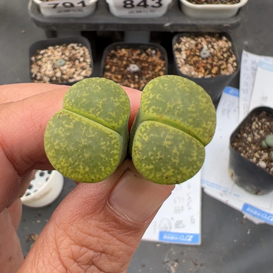 性***·10.19好看的多肉脱土发货