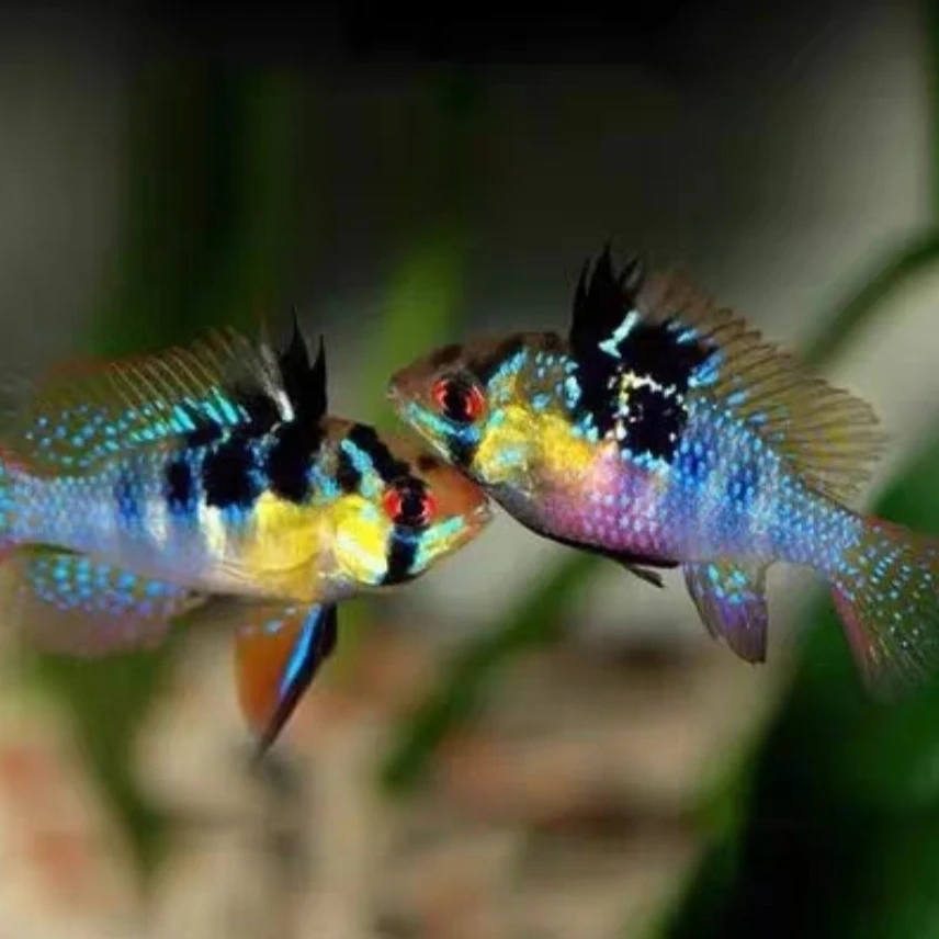 皮瓦斯凤凰德系荷兰凤凰短鲷类观赏鱼短鲷热带鱼