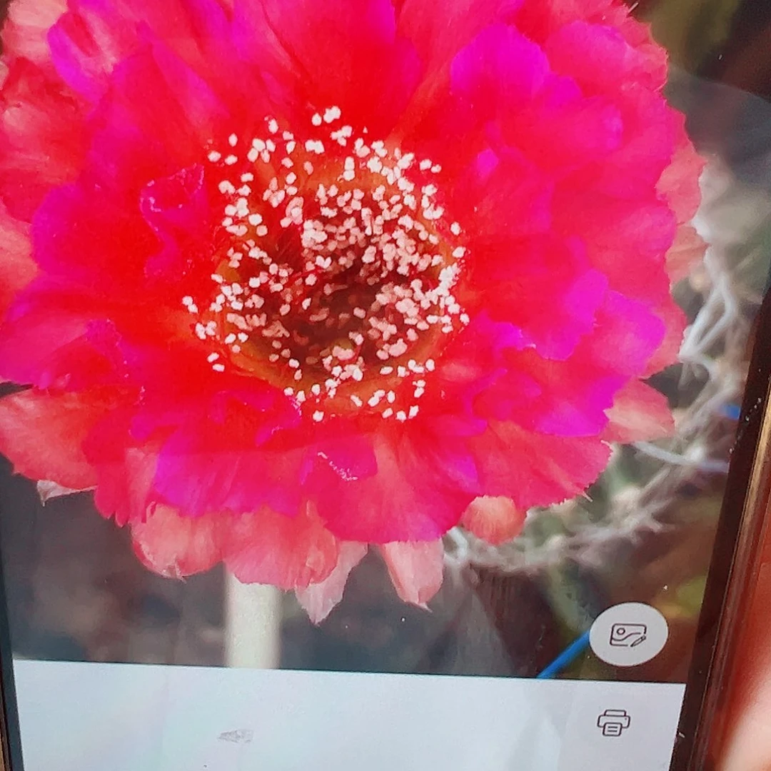 彩草 火璃 侧芽 00000