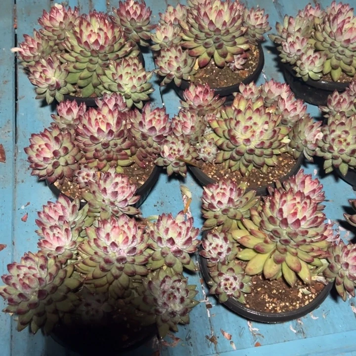 精品多肉植物老桩随机发一棵二代虞美人