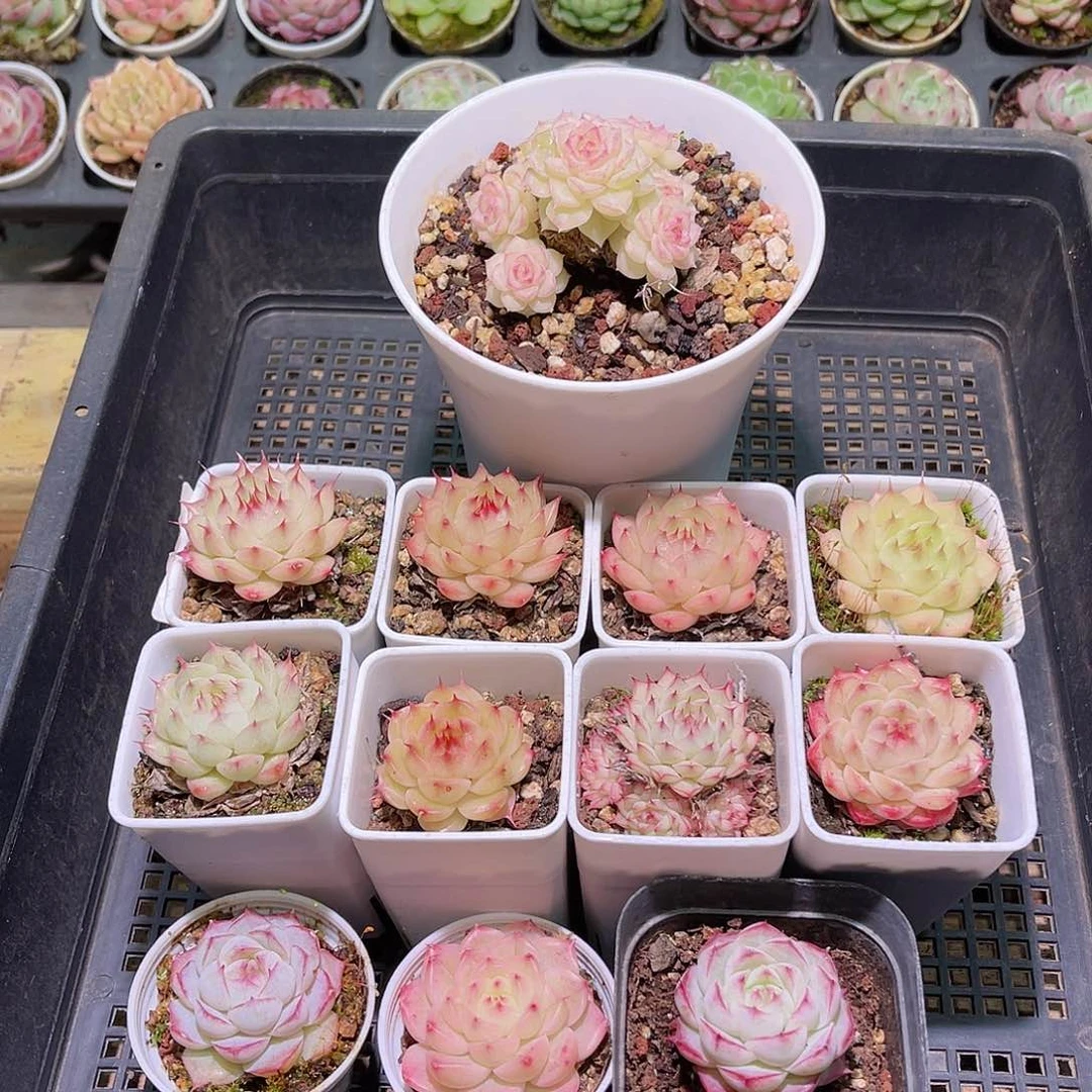 花05-460框拍多肉12颗