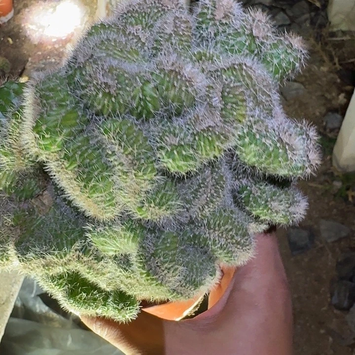 佩***玉无花朵彩草哈哈哈哈哈哈哈