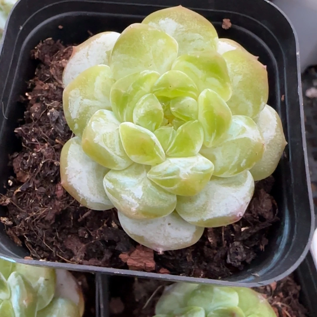 小卡拉米糖心一物一拍