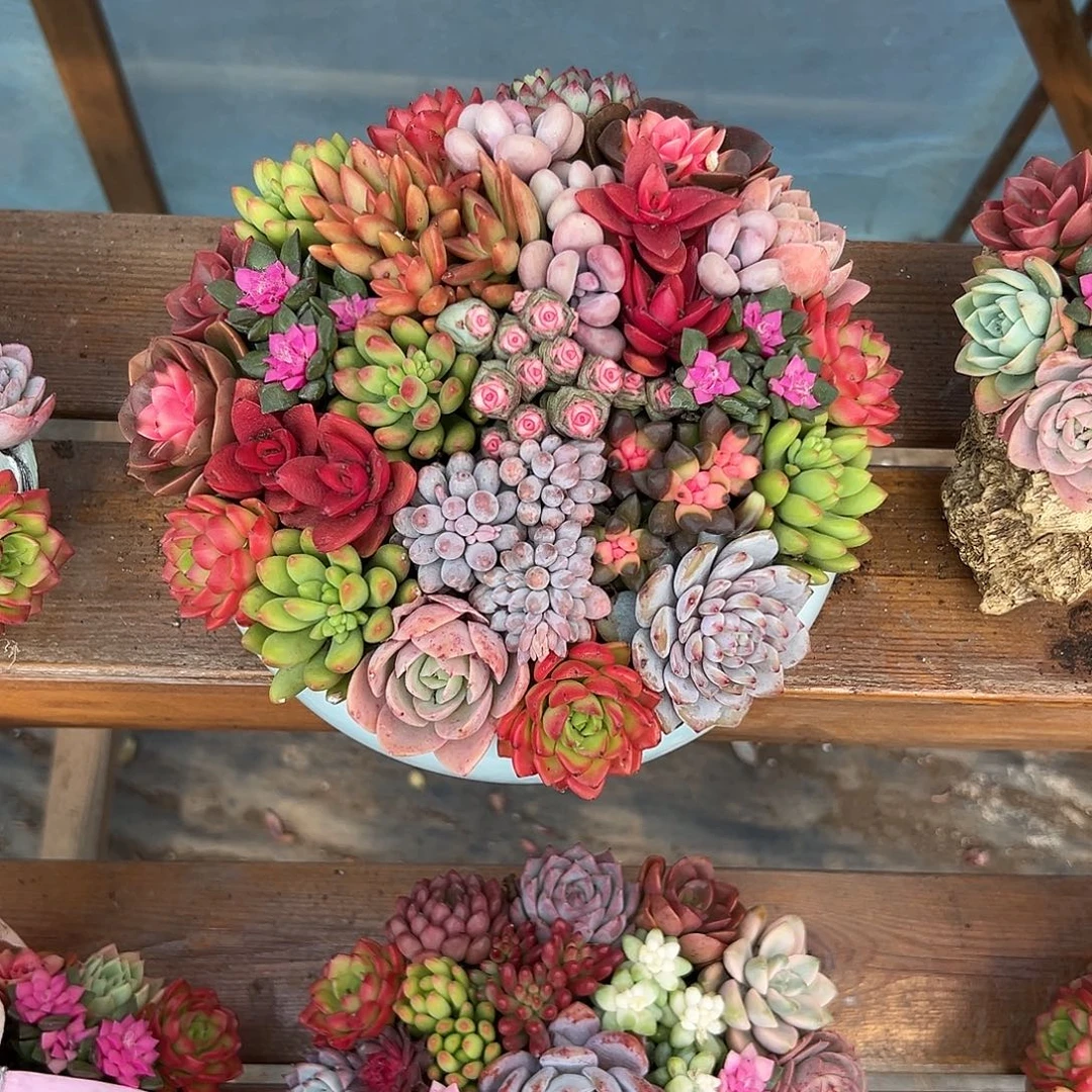 金玉满堂多肉组合花园组合