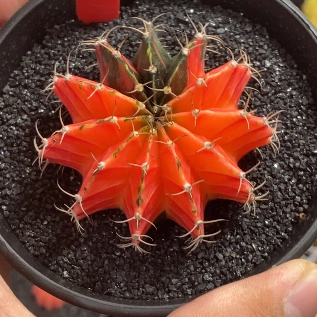 精品米哈—带盆土发货43