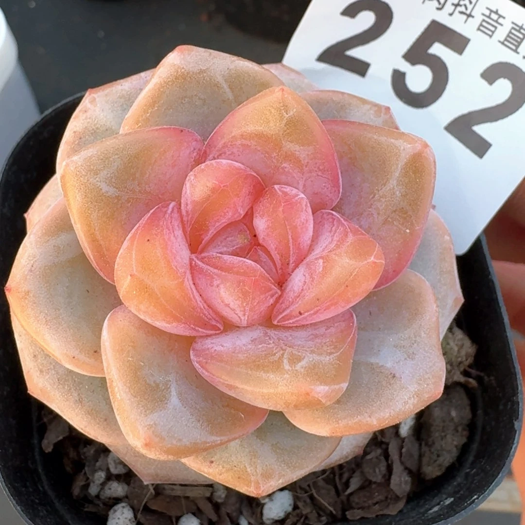 孤品母本珍妮         多肉植物