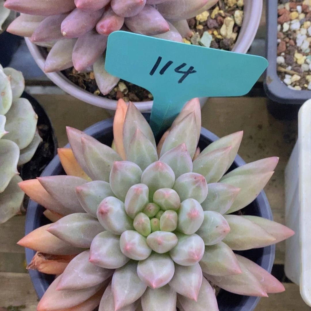 开心多肉，一物一拍，一单包邮，满5给1