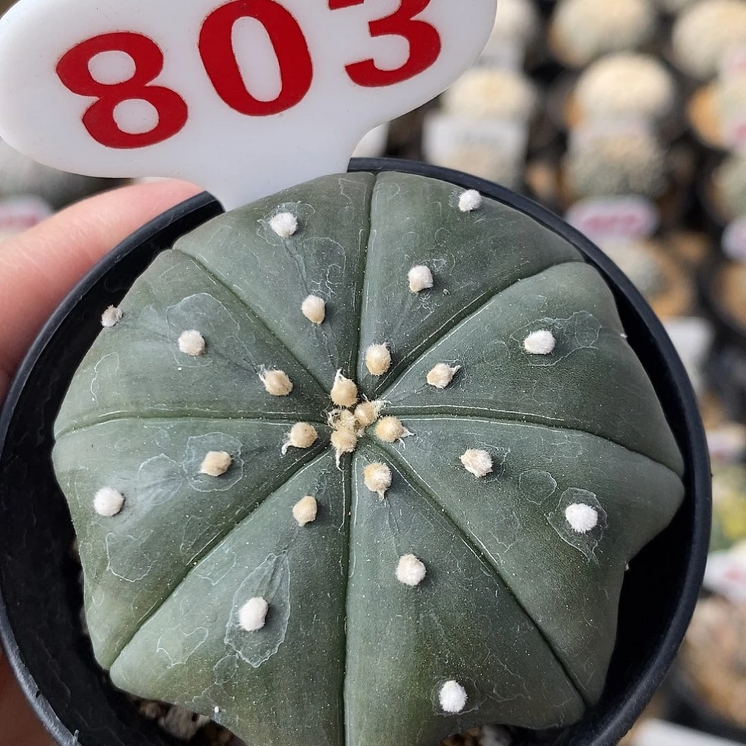 803琉璃海星系列产品