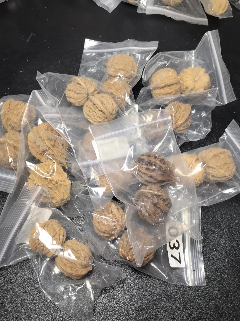 文玩核桃（瑕疵品）随机10对