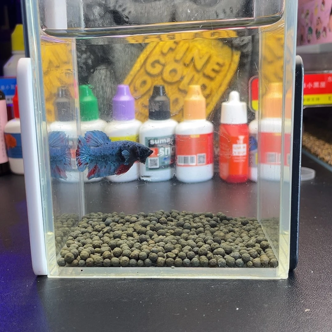 斗鱼33号1010早暗黑