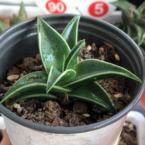 白折芦荟带盆发货哈哈哈哈哈