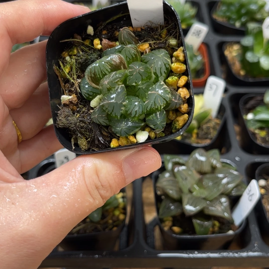 48水晶灯玉露锦一物一拍