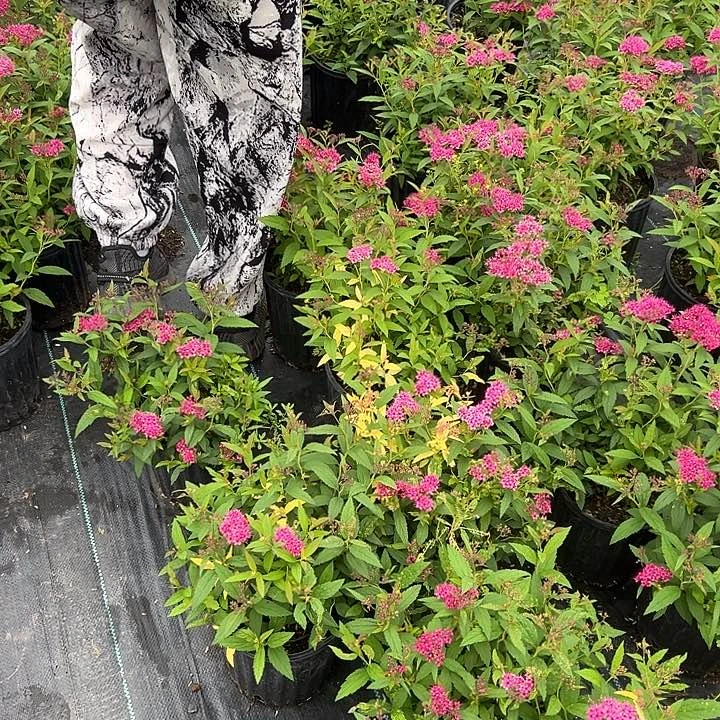 无花朵日本绣线菊花期120天