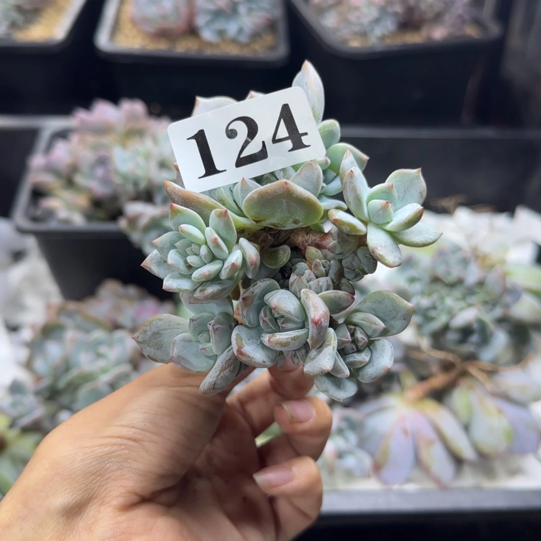 ****星影多头一物一拍124