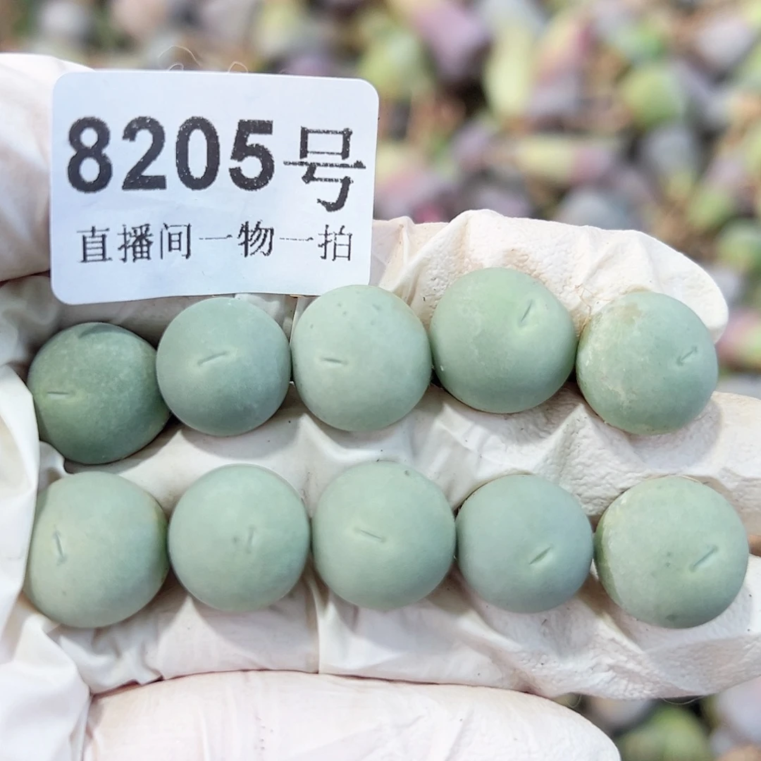 8205两年鸽子蛋10个1cm左右有点小特价