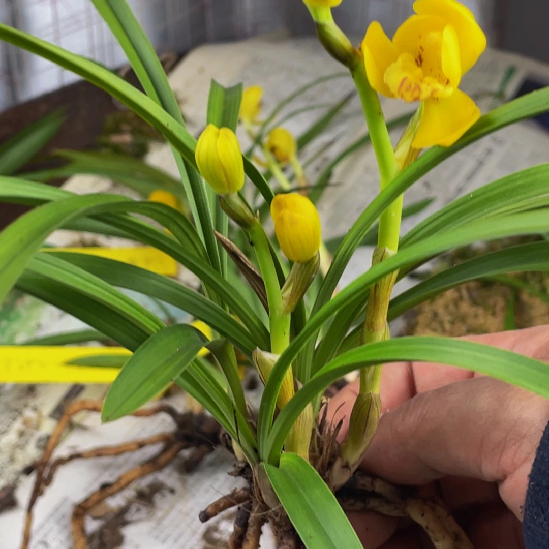 完全开放新品兰花兰花新品