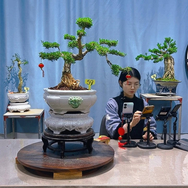 无花朵广东皱皮雀舌黄杨