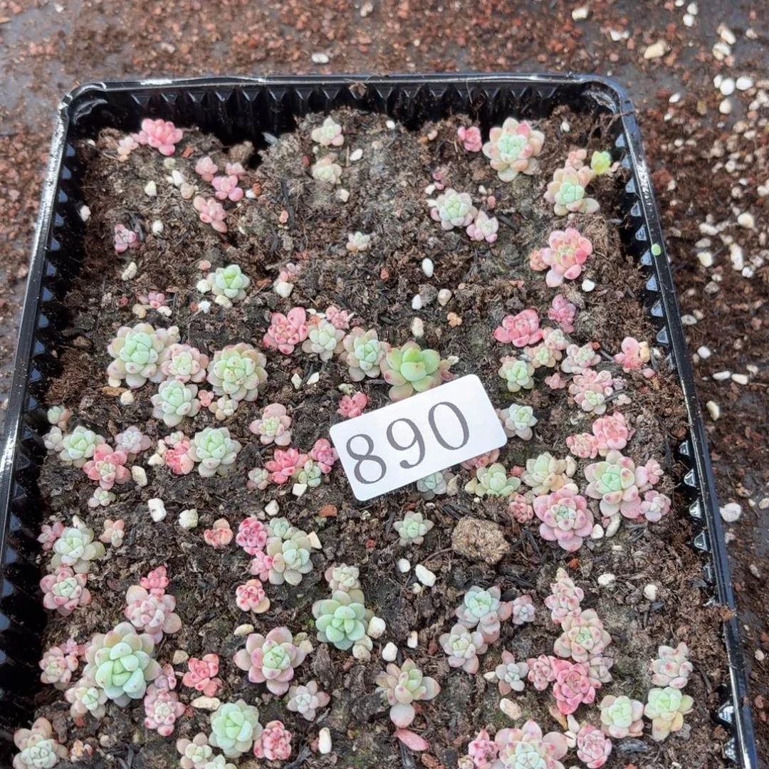 小***）多肉植物多肉植物890