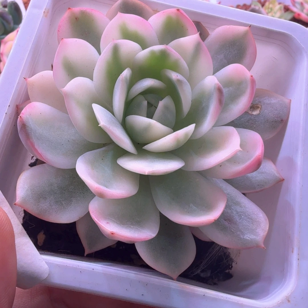 韩水晶锦 多肉植物