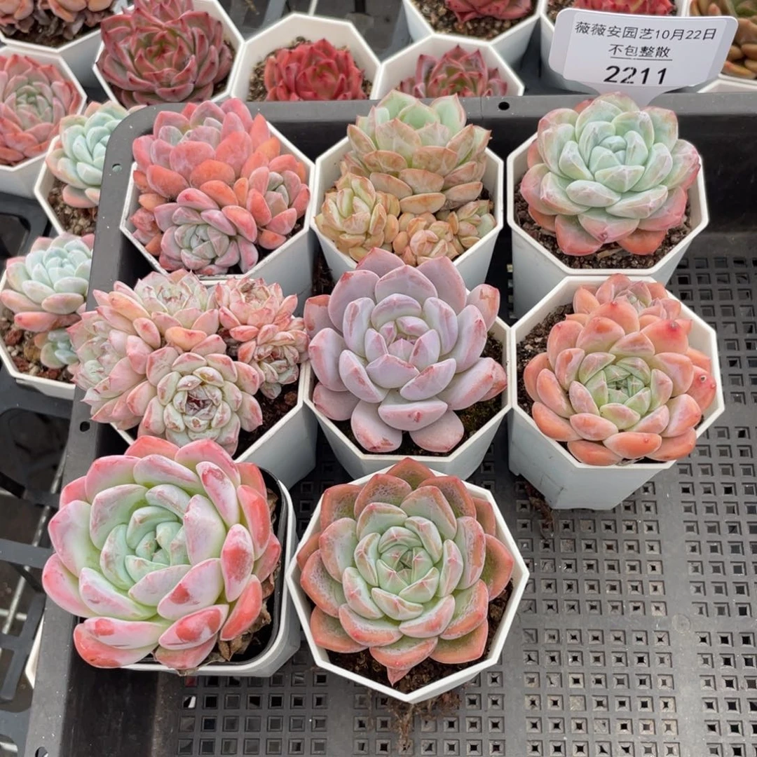 不包整散 盆子不售后2211