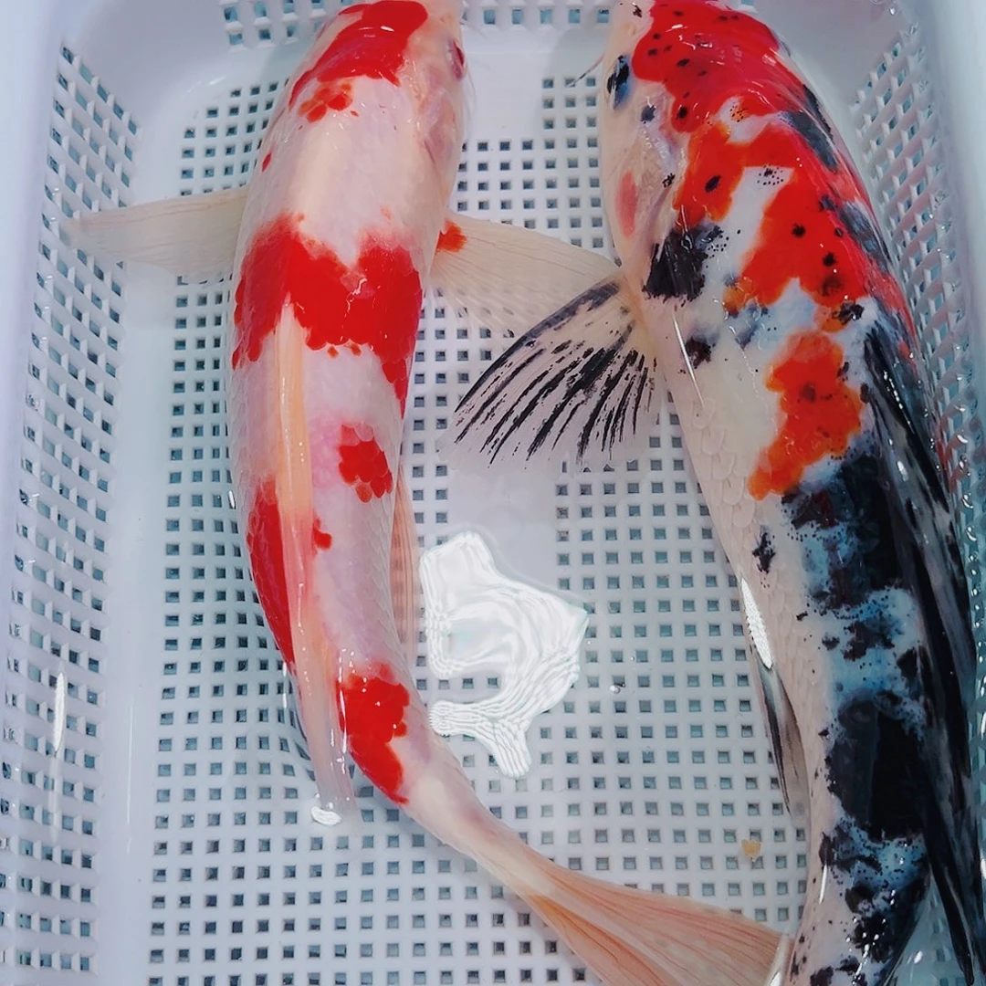 锦鲤锦鲤冷水鱼观赏136