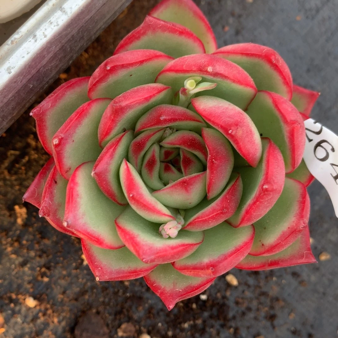 2642杂交精品基地8厘米