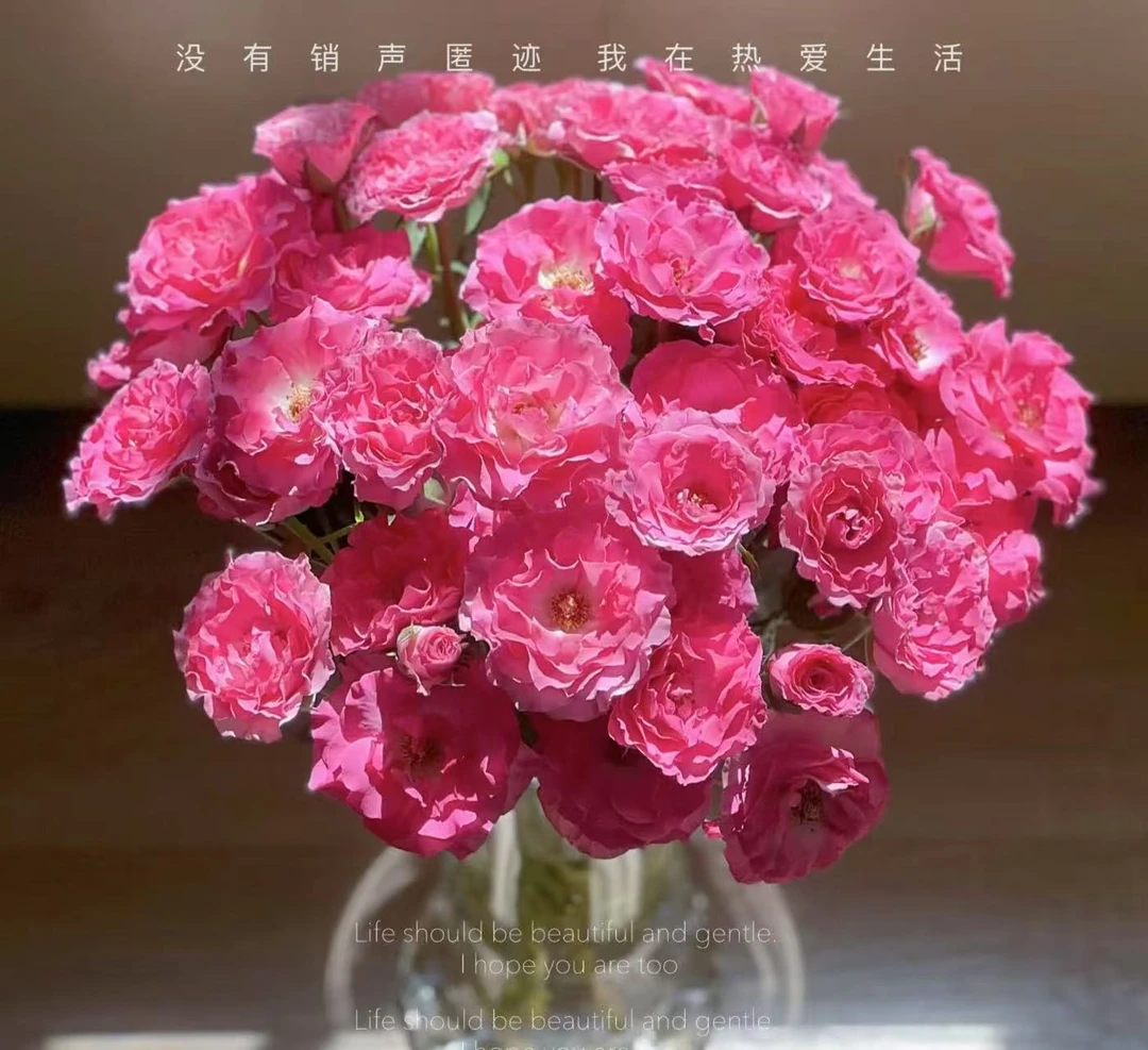 【美人鱼多头玫瑰】任意两单及两单以上鲜花顺丰包邮发货