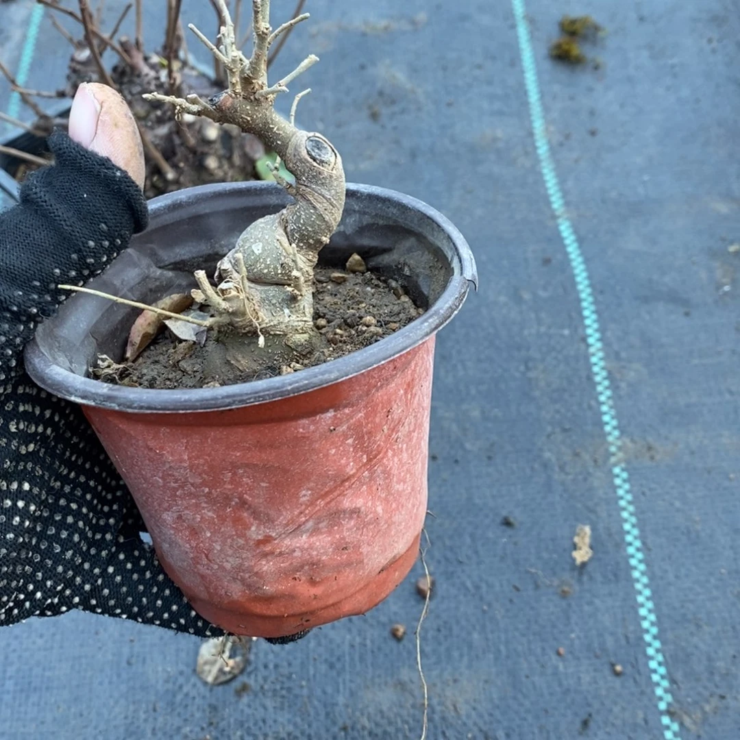 半***农无花朵盆景盆景20