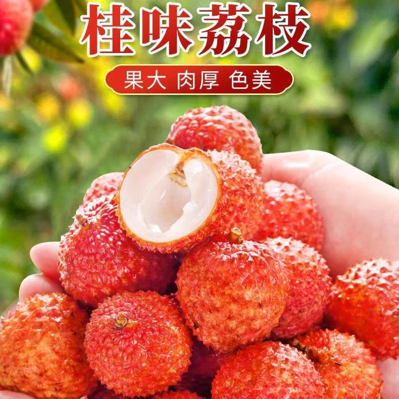 当季新鲜现摘广东广西桂味荔枝多汁荔枝应季新鲜采摘果园新鲜荔枝