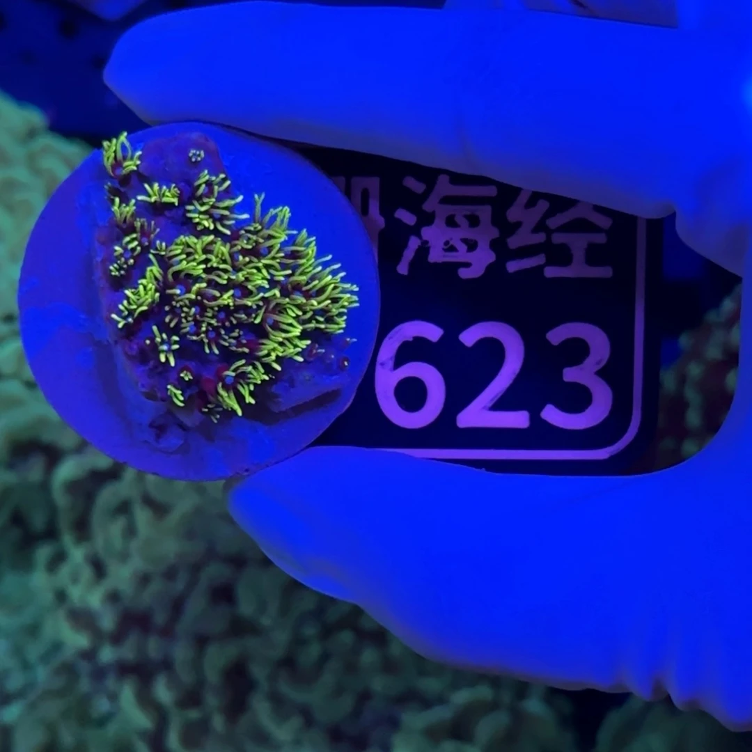 伯***言纽扣珊瑚又又不包邮草皮D623