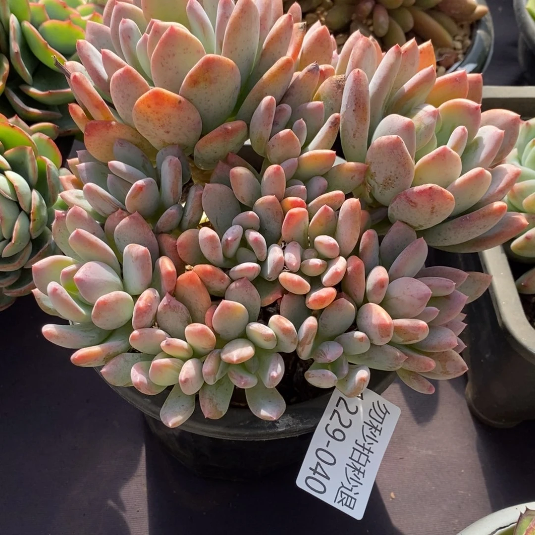 两单包邮1229-40灰姑娘