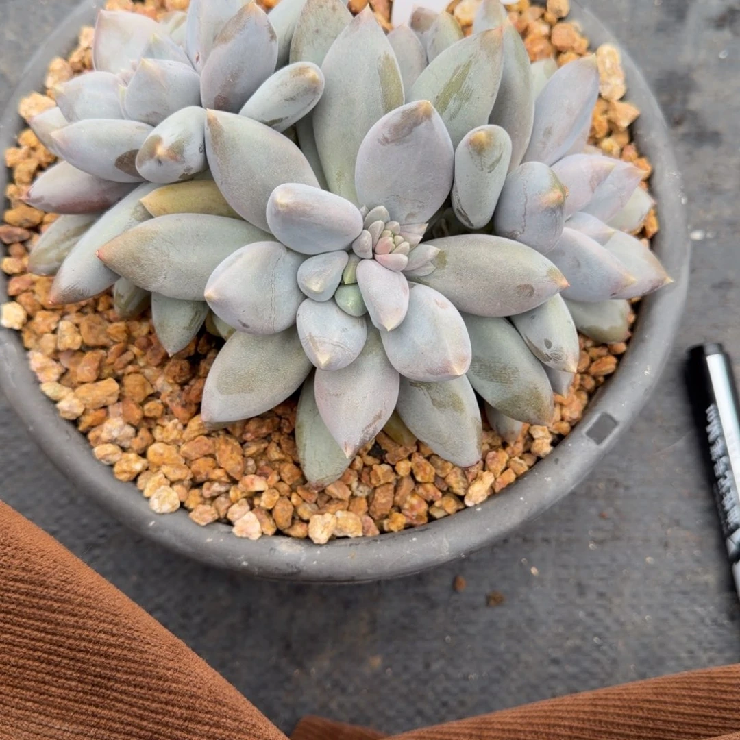 一物一拍超肥黄胖体哥特福利款91