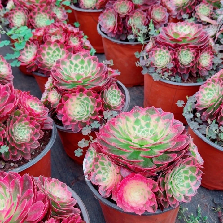 海仙手捧花啊啊啊