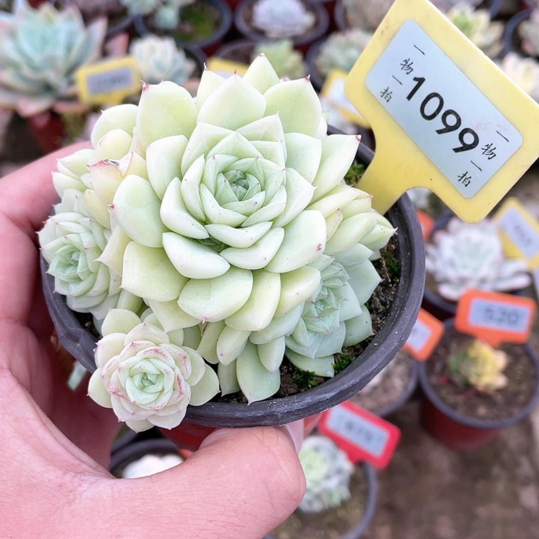 【闪购商品】1099号