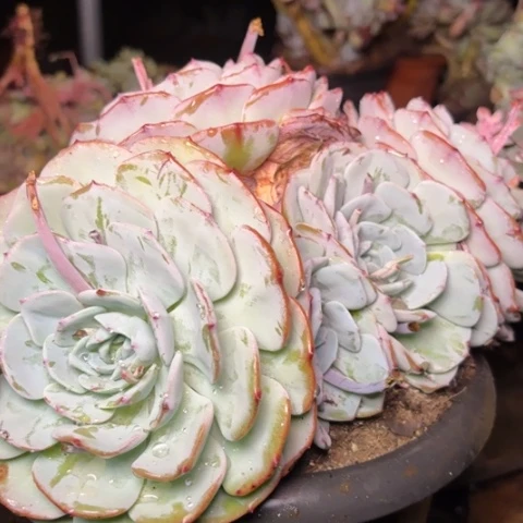 傻**雪多肉植物的植物