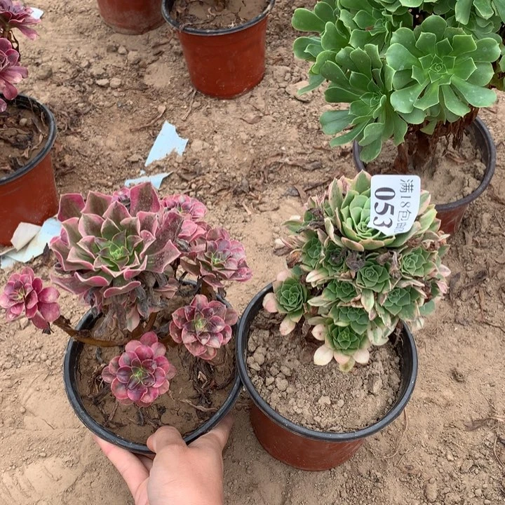 053辛尼亚➕美杜莎2