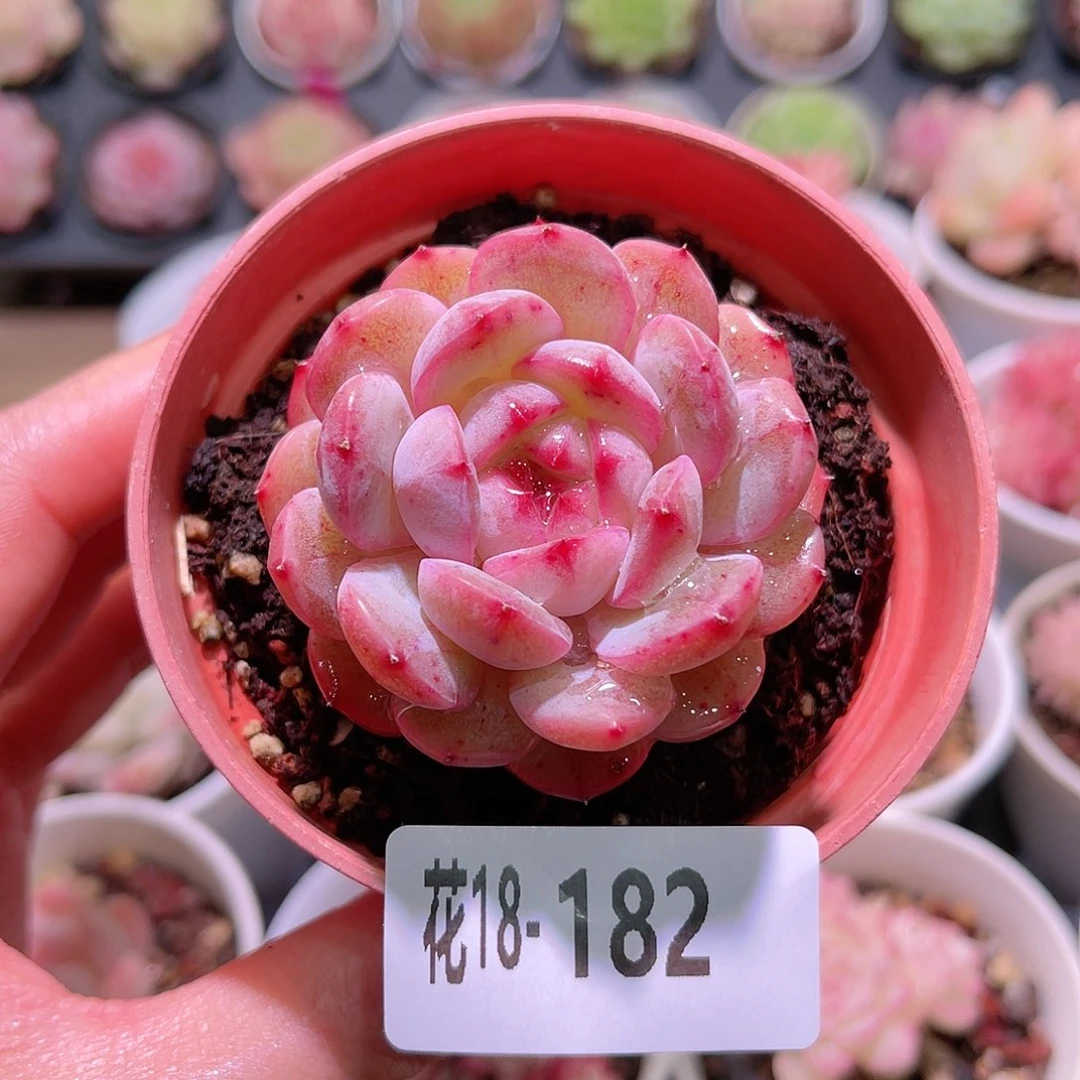 花利美18-182新品