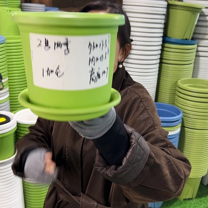 特价2号四季口17.3高14.7果绿带托10只