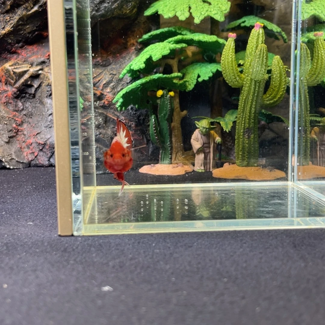 斗鱼十一月二十二日竞价