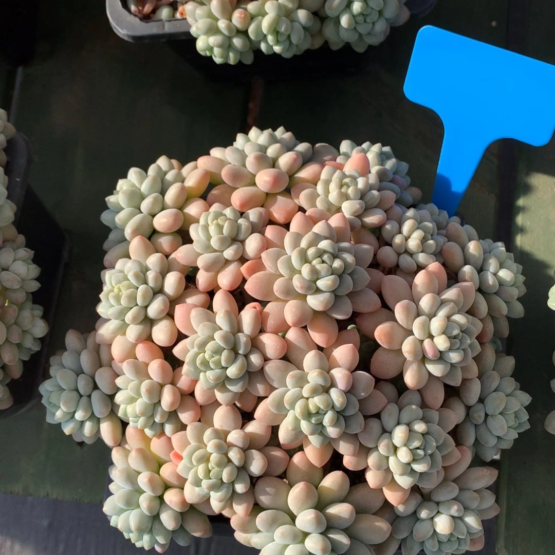 鱼子酱 多头 满盆 一颗