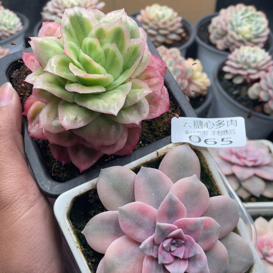 赵***゜云糖心多肉植物65