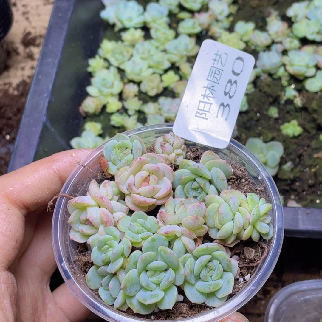 多肉植物多肉植物380