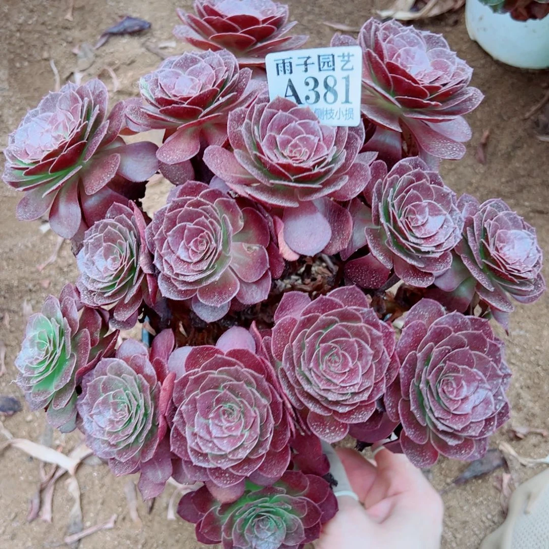 381黑珍珠尺寸25左右