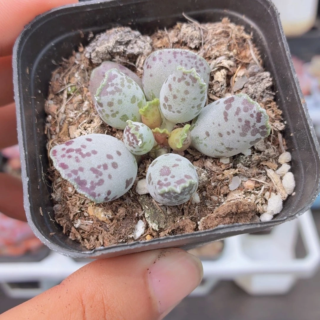 海豹多肉9.9包邮发货