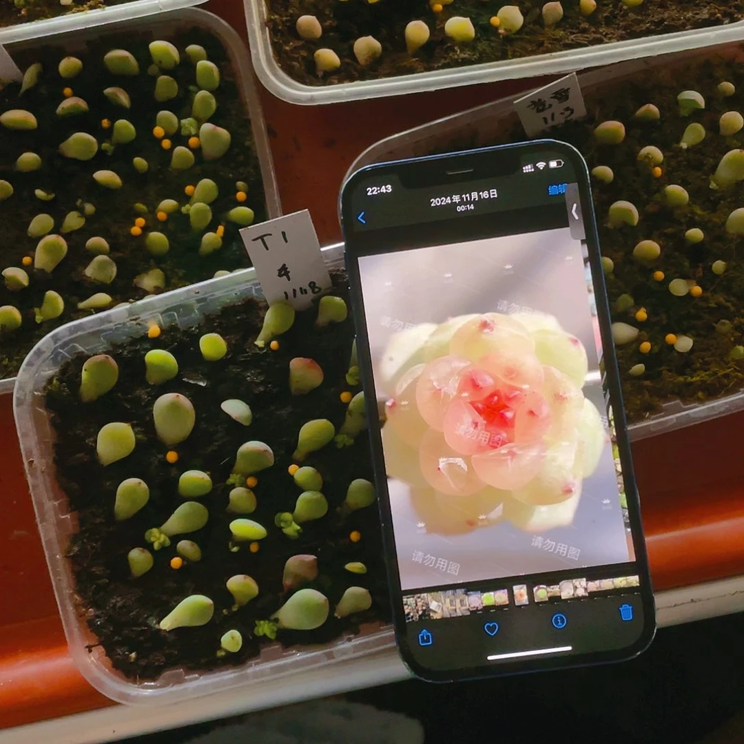 舟舟T1 甜心芝麻苗一个满25包邮