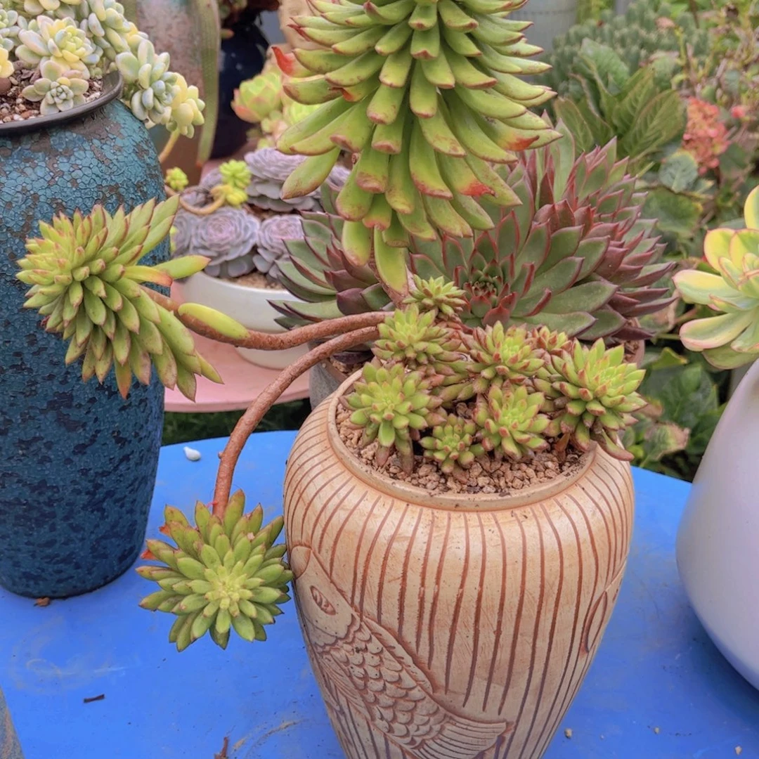 ₍***米多肉植物组合盆栽植物