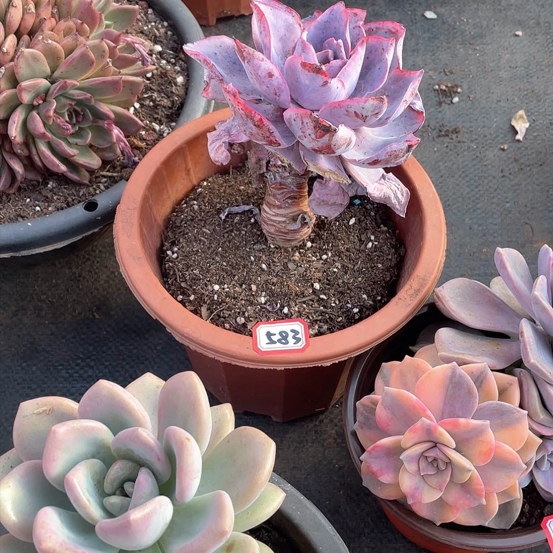 583晚霞 一物一拍多肉