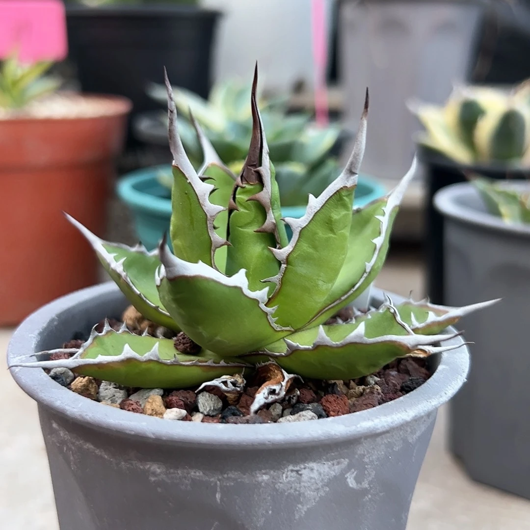 宽叶霍利达一物一拍偏远不包邮