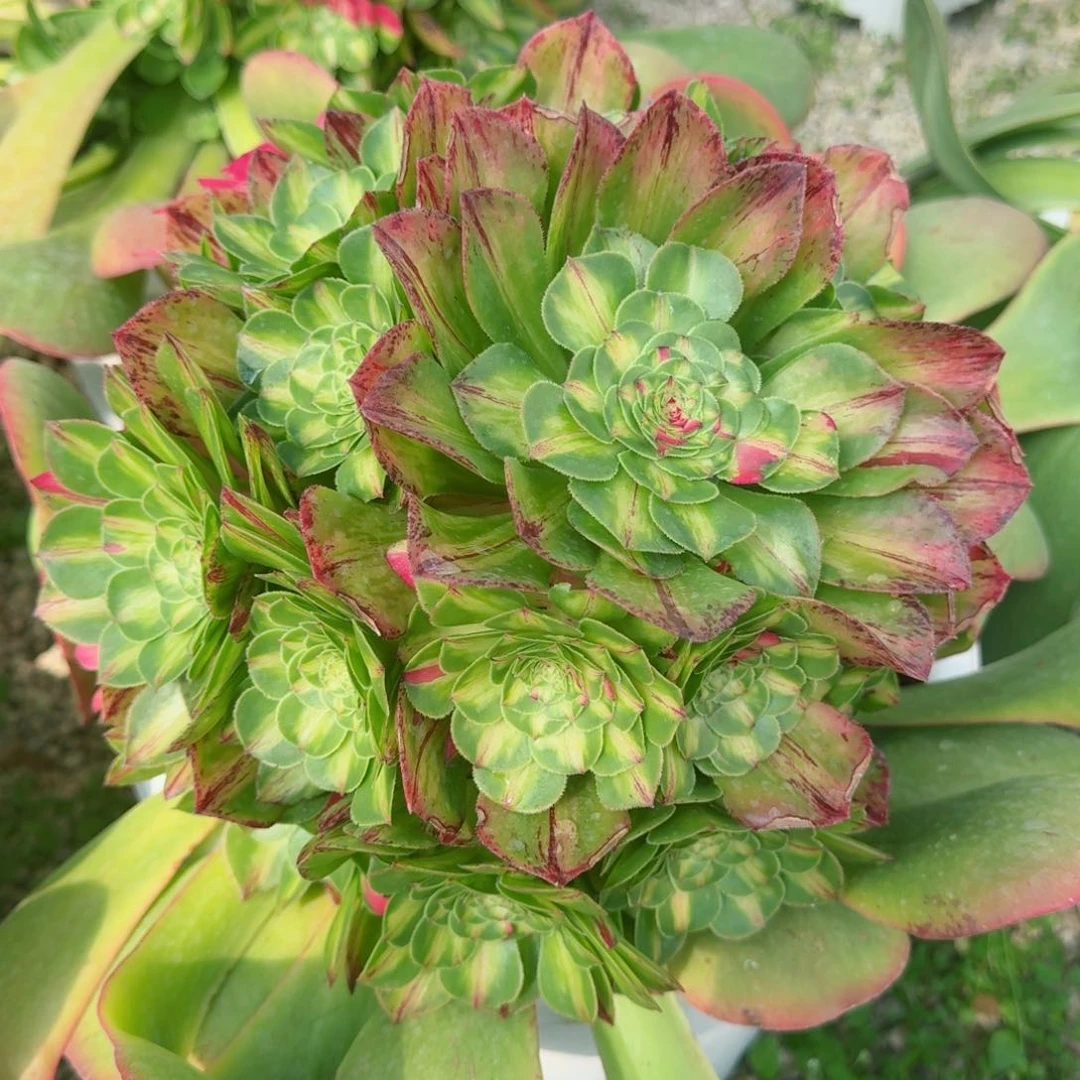 多肉植物发货发货