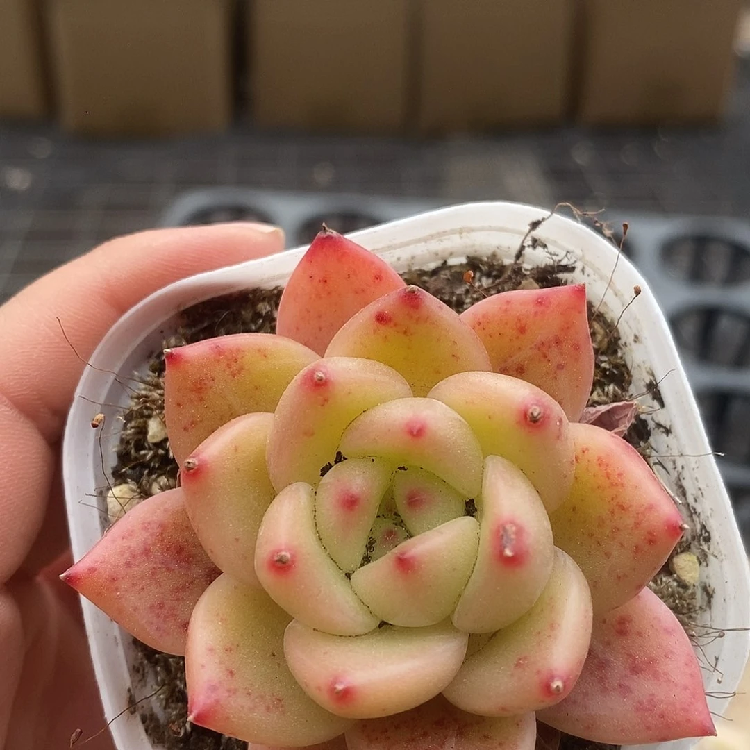 可爱肉肉喜欢拍96